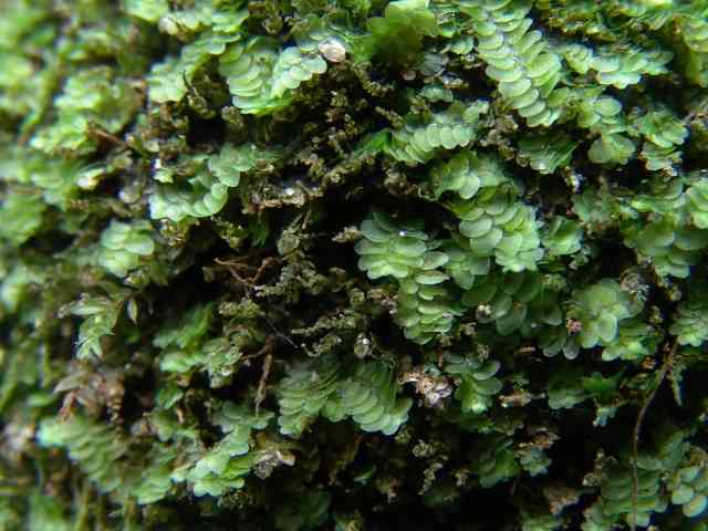 Calypogeia muelleriana, Gaaf buidelmos, op boswalletje in de Gaasterlandse bossen.